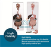 Biology Medical Human Digestive System Model Circulatory System Model
