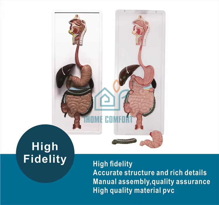 Biology Medical Human Digestive System Model Circulatory System Model