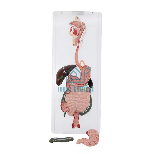 Biology Medical Human Digestive System Model Circulatory System Model