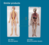 Biology Medical Human Digestive System Model Circulatory System Model