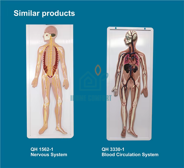 Biology Medical Human Digestive System Model Circulatory System Model