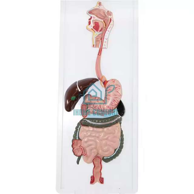 Biology Medical Human Digestive System Model Circulatory System Model