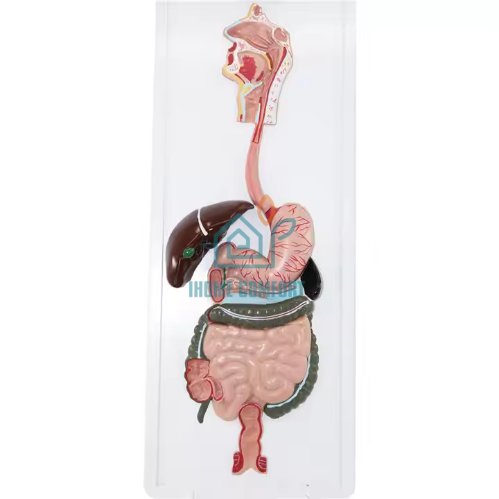 Biology Medical Human Digestive System Model Circulatory System Model