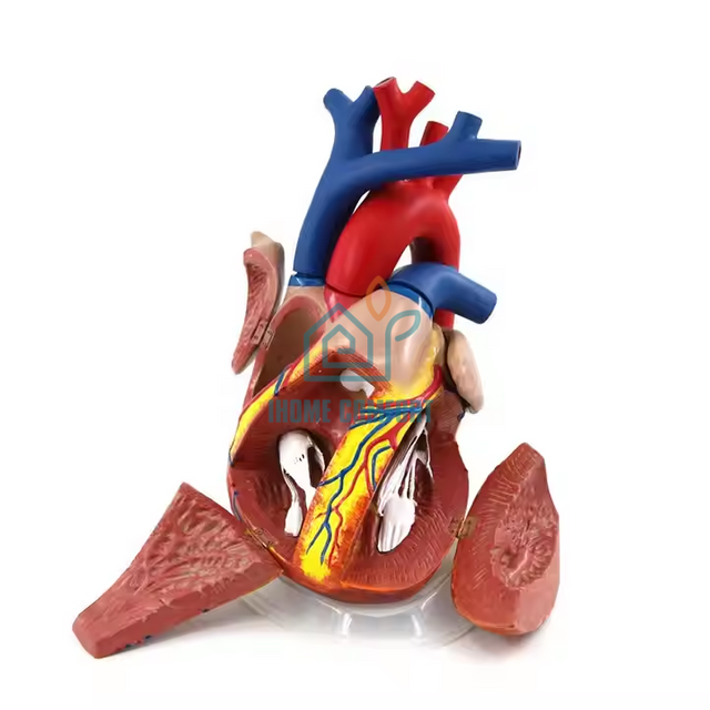High Quality 5 Times of Life Size 3D Anatomical Human Heart Model